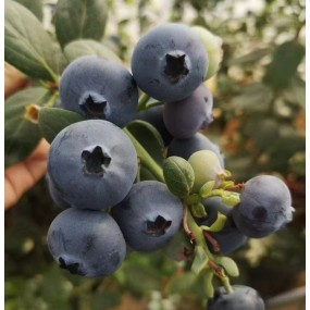 블루나이스(조직배양특묘)